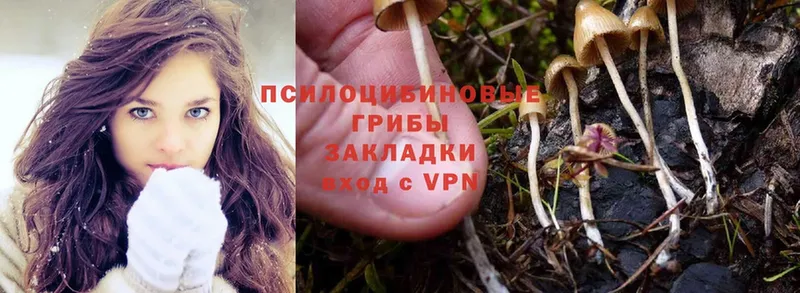 купить   Высоковск  Псилоцибиновые грибы Psilocybine cubensis 